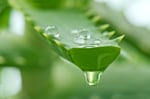 visual aloe vera
