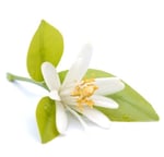 ingrediente azahar