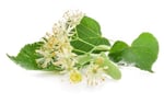 ingrediente tilia