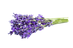 ingrediente lavanda