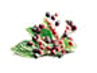 ingrediente flor de sauco