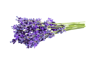 ingrediente lavanda