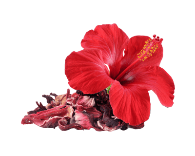 HIBISCO