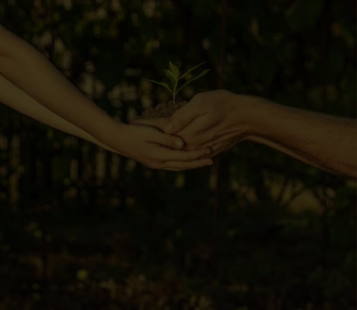 visual growing tea plant