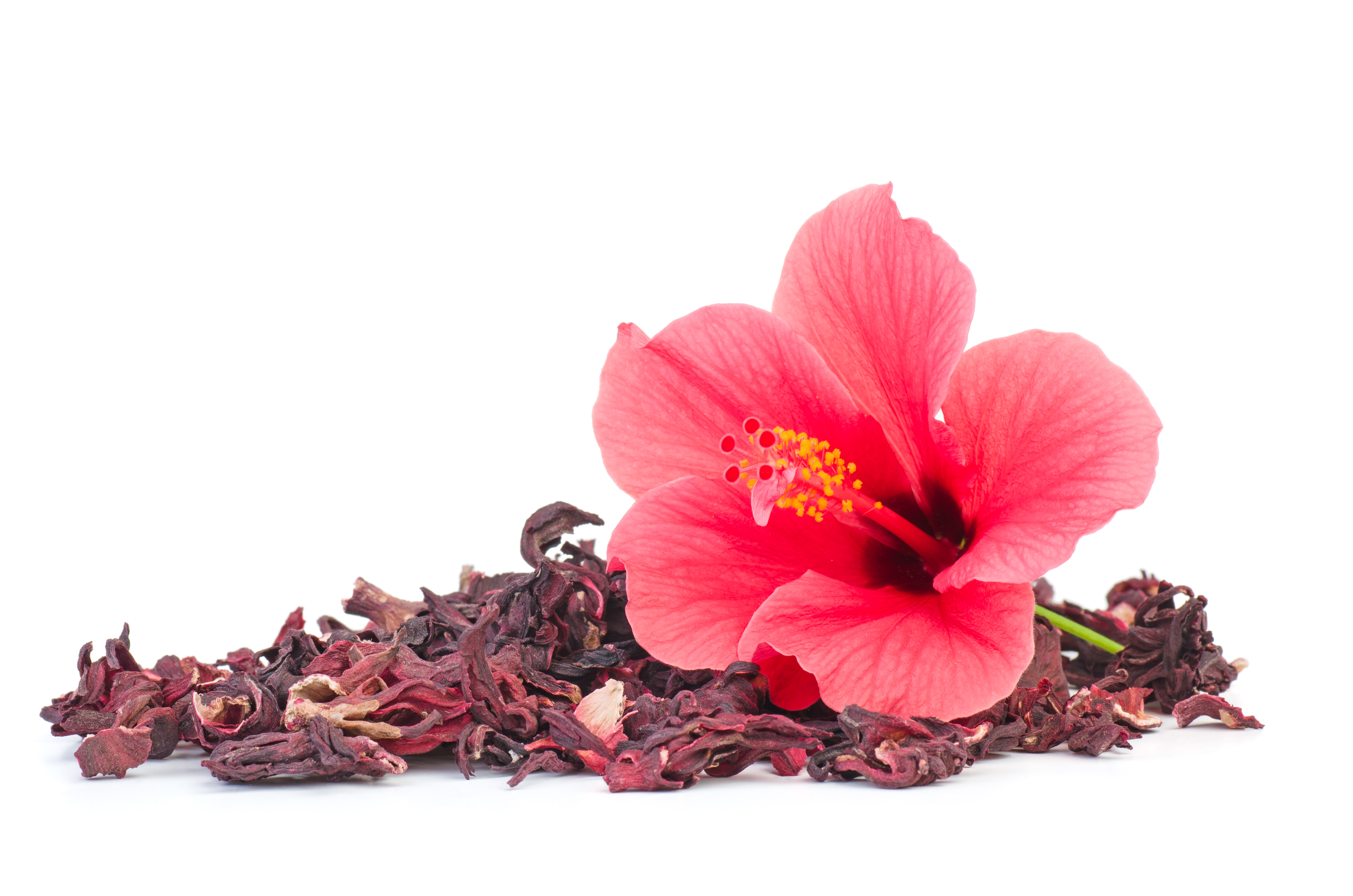 Hibisco