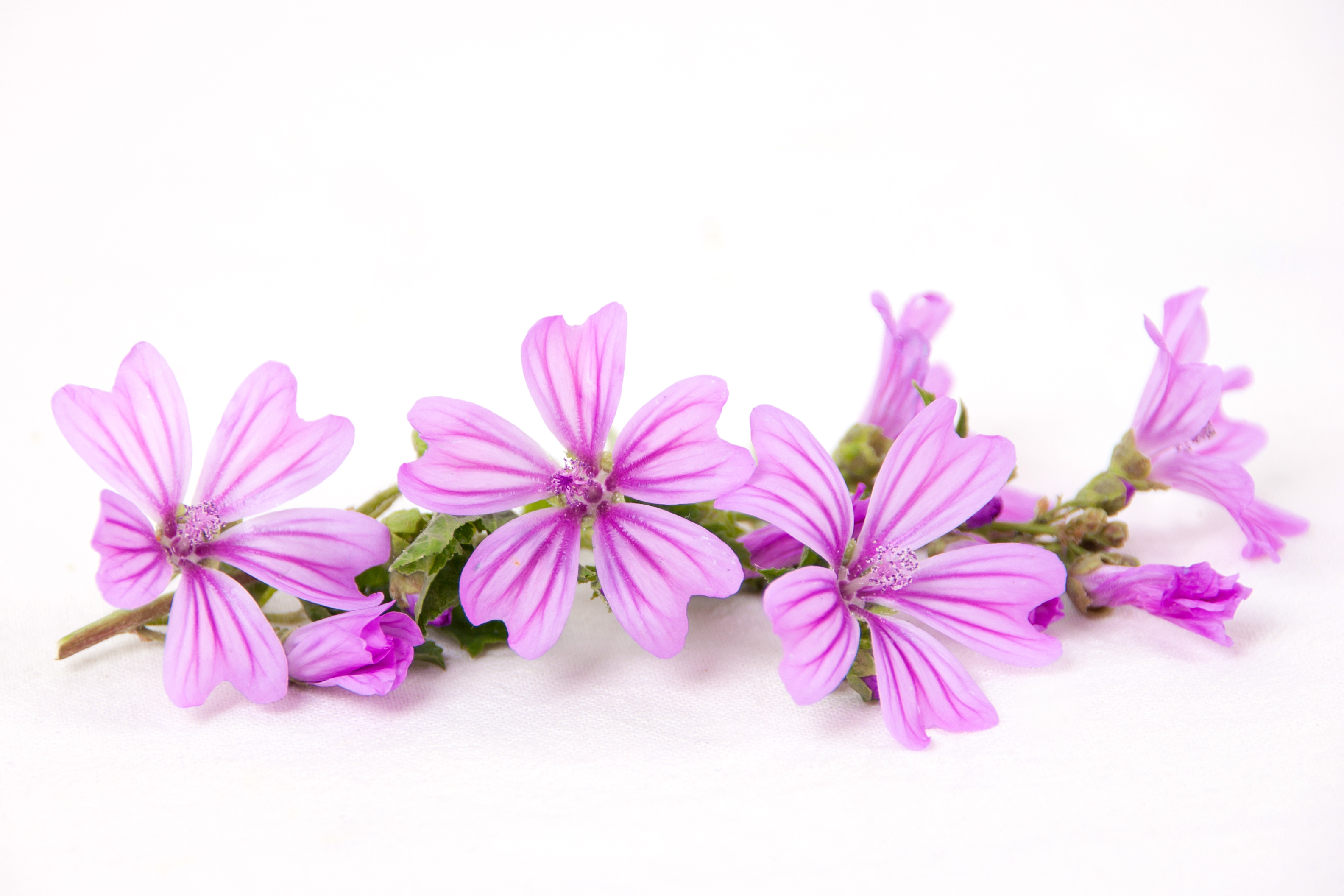 Malva