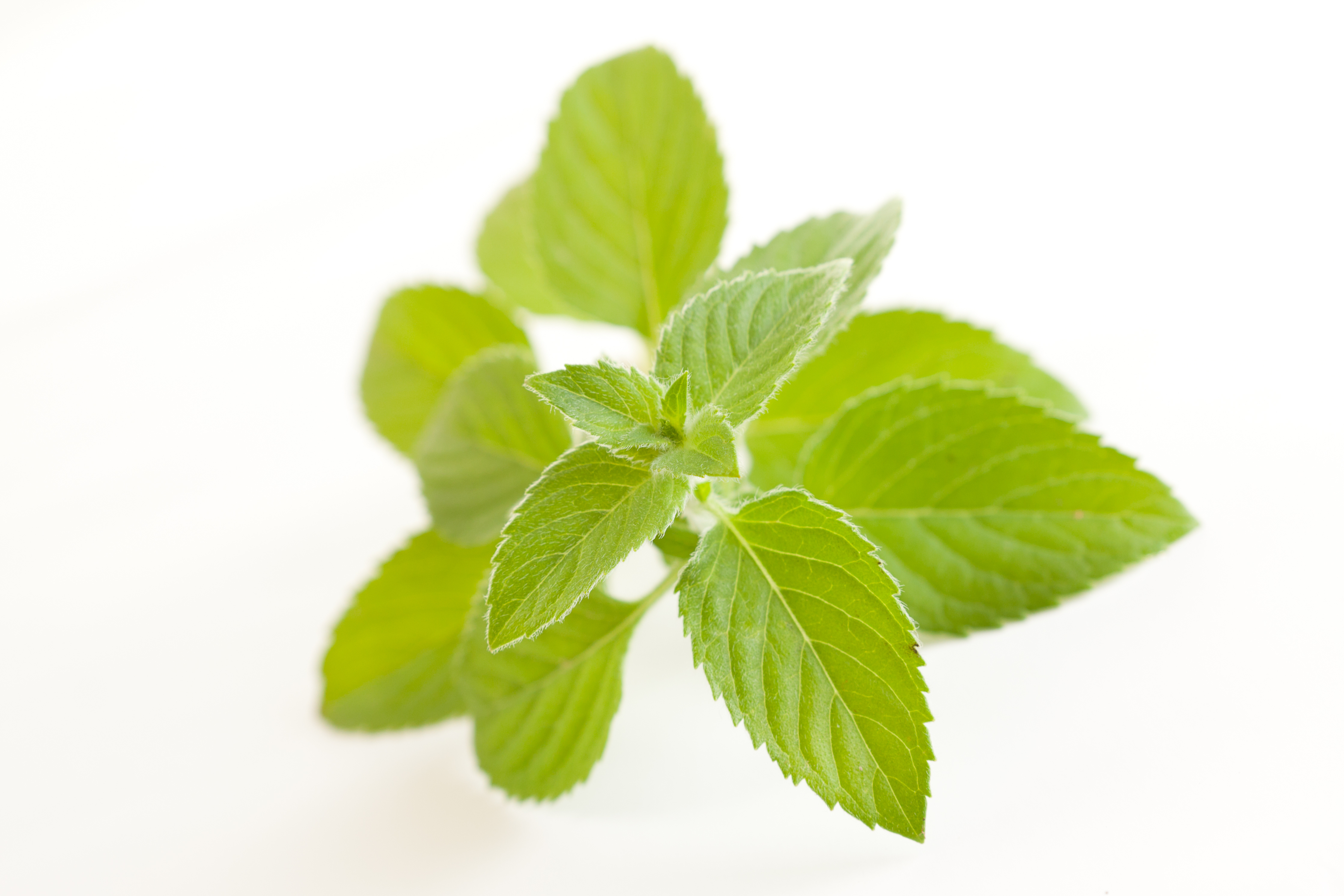 Menta Piperita