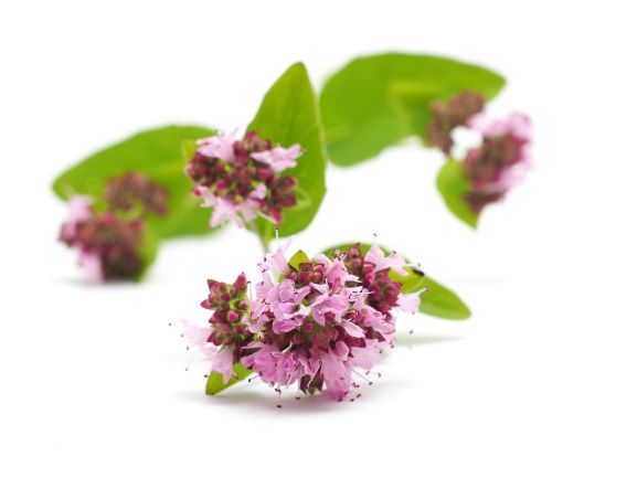 Valeriana