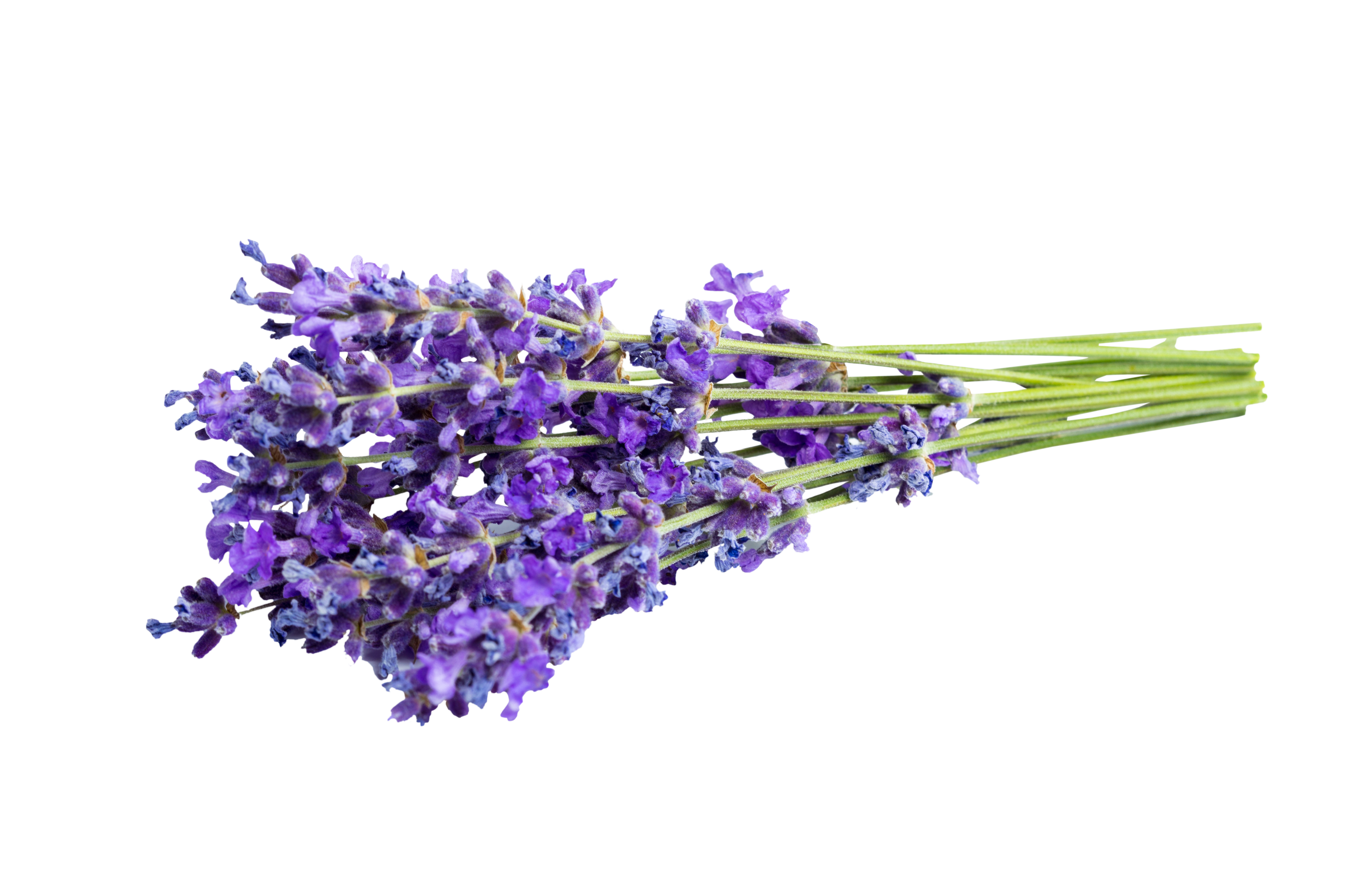 Flores de Lavanda